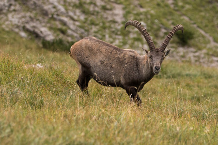 Young Capricorn enjoy the view in the Bavarian Alps, Karwendel Mountainrangeの写真素材