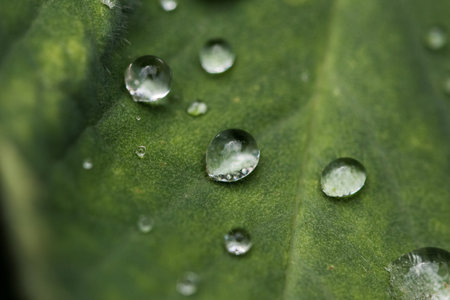 Drops of water on green leaf
