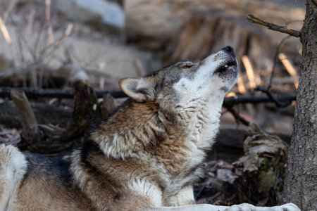 Howling Wolfの写真素材