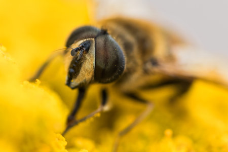 Close-up of a hoverfly, syrphidaeの写真素材