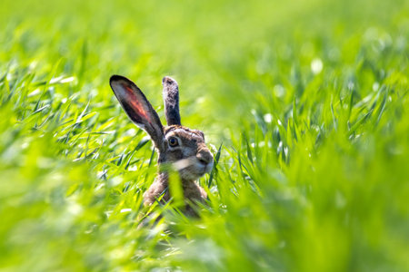 Hare, brown hare in field 4の写真素材