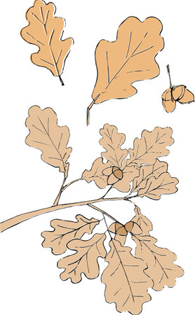 Oak branch with acorns, vector illustration, clipartのイラスト素材