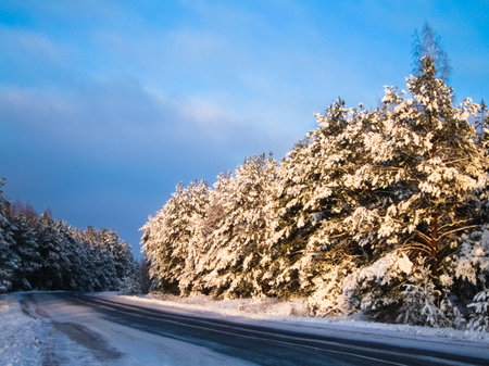 long road through woodの写真素材