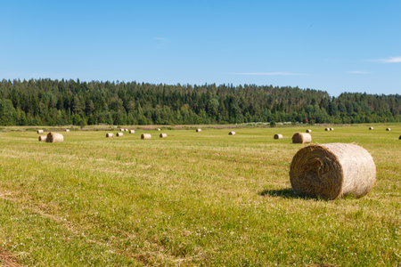 Hay bale. Haystack harvest field ?ountryside natural landscape. Agriculture field haystacks in a village or farm with sky. Rural nature in the farm land. Straw on the meadow. Grain crop, harvesting.の写真素材