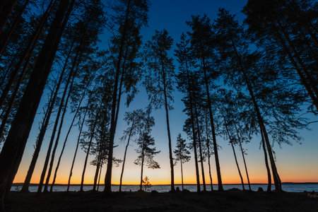 Starry night at the lake with shadows of trees at the lake. Tree shadows in the lake in the sunの写真素材