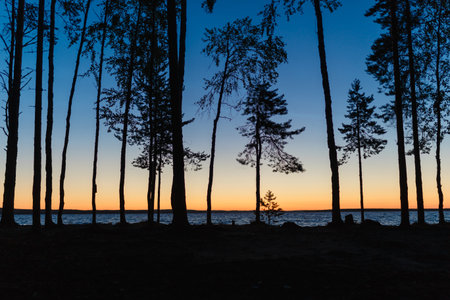 Starry night at the lake with shadows of trees at the lake. Tree shadows in the lake in the sunの写真素材