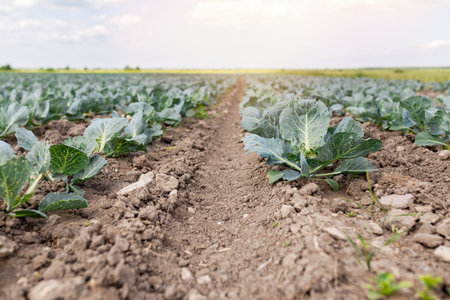 Photo of a cabbage sprout in a field. A field is planted with cabbage. Agriculture of young cabbage in summer. Growing cabbage in the ground on a plantation. Formation of a cabbage head with growthの写真素材