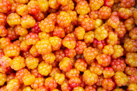 Close-up of cloudberry as a background. Collecting forest ripe cloudberries from the forest. Summer...