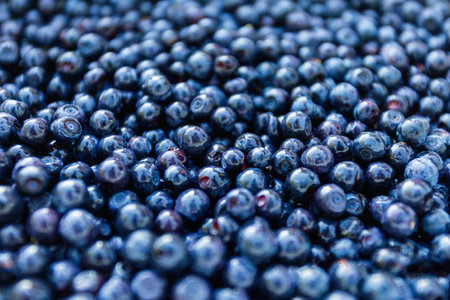 Surface is covered with a thick layer of forest blueberries, moorland harvest. Natural background....