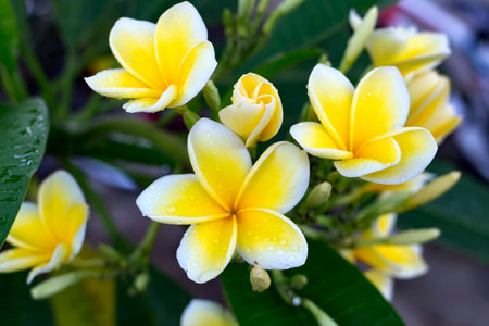 Delicate flower frangipani in the morning dew. Tourism, Indonesia.の写真素材