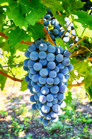 Grapes on a branch, Gala variety. Ripe fruit for making wine. Harvest.の写真素材