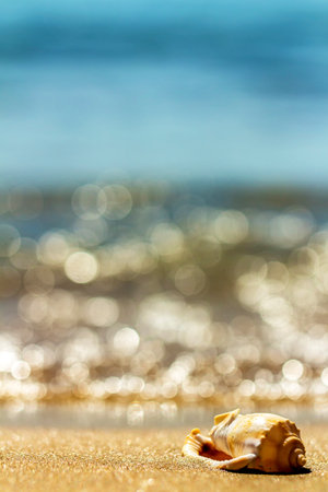 Seashell in the natural environment. Sandy beach, light surf.