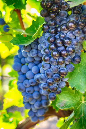 Grapes on a branch, Gala variety. Ripe fruit for making wine. Harvest.の写真素材