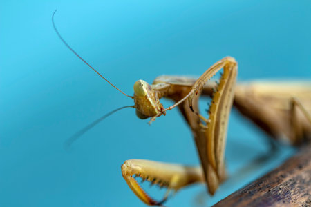 Mantis insect, adult. Search for a couple for procreation.の写真素材