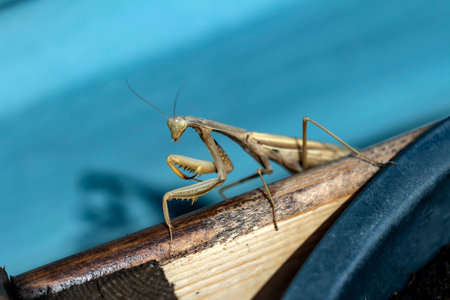Mantis insect, adult. Search for a couple for procreation.の写真素材