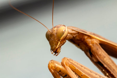 Mantis insect, adult. Search for a couple for procreation.の写真素材