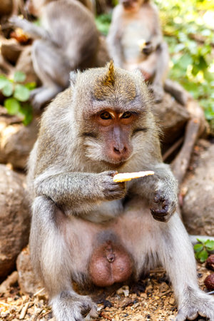Indonesian macaques. Forest dweller. Sacred forest. Bali Monkeys. Macaca fascicularis.の写真素材