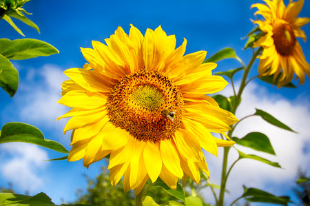 Sunflower against the blue sky. Environmentally friendly production of products. Insect on flower.の写真素材