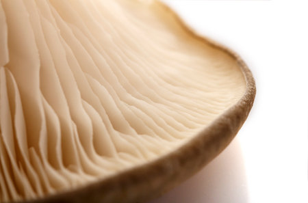 The oyster mushrooms, the inner side. Part of the fungus.の写真素材