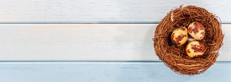 Nest with quail eggs, on a blue wooden background, rustic style. A place to write Your text. の写真素材