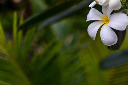 Exotic Frangipani flower in a natural environment on a branch. Asian beauty.の写真素材