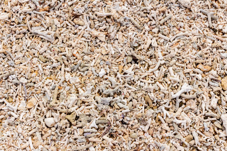 Coral beach, top view. Fragile white coral on the beach.の写真素材