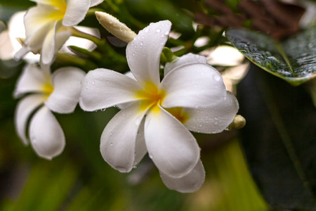 Exotic Frangipani flower in a natural environment on a branch. Asian beauty.の写真素材