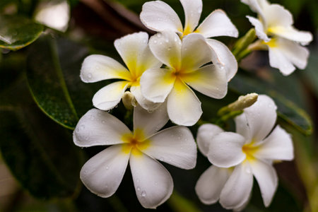 Exotic Frangipani flower in a natural environment on a branch. Asian beauty.の写真素材