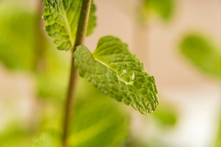 Peppermint leaf with morning dew. Drop on foliage close-up shot.の写真素材