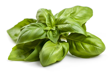 Fresh green basil herb leaves isolated on white background close up. Sweet Genovese basil.の素材