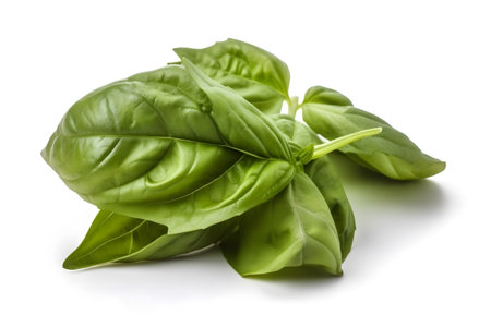 Fresh green basil herb leaves isolated on white background cutout. Sweet Genovese basil.の素材