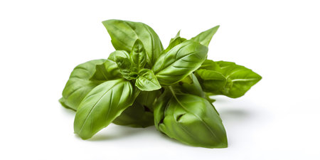 Fresh basil herb leaves isolated on white background. Close-up studio shot.の素材