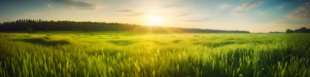 Sunset or sunrise in an agricultural field with ears of young green grass. Landscape. Panorama.の素材