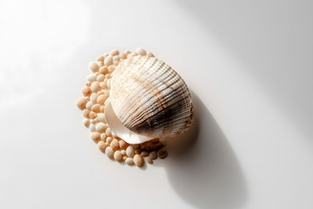 Seashell and pebbles on a white background. minimal conceptの素材