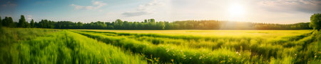 Panorama of green meadow and forest at sunset. Beautiful summer landscape.の素材