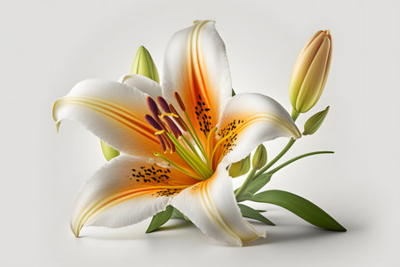White lily flower isolated on white background. 3d illustration.の素材