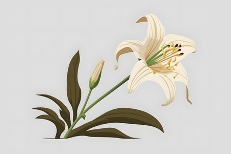 White lily flower isolated on a white background. Vector illustration.の素材