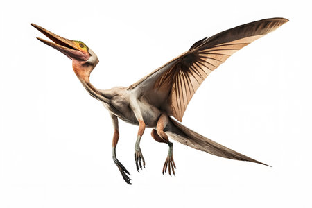 Pterodactylus isolated on a white background.の素材