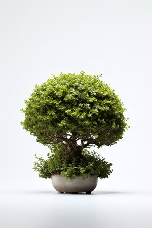 Bonsai tree in a pot isolated on a white background.の素材