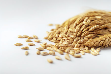 Wheat grains and ears on white background. Shallow dof.の素材
