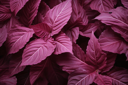 Purple coleus leaves background, closeup of leaf textureの素材