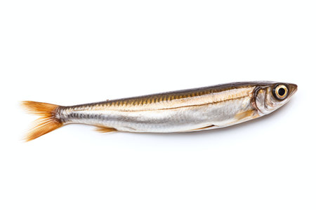 Smelt fish isolated on white background. File contains clipping path.の素材