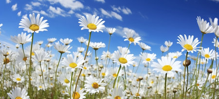 white daisies on a background of blue sky and white cloudsの素材