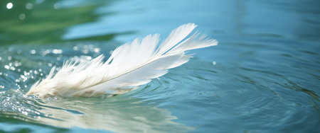 Feather of a white bird floating on the surface of the waterの素材