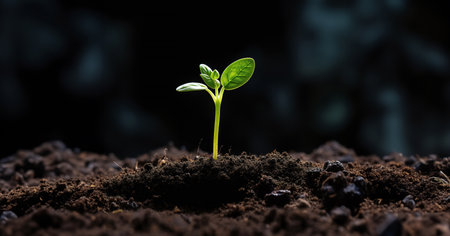 Green seedling illustrating concept of new life and begin to grow.の素材