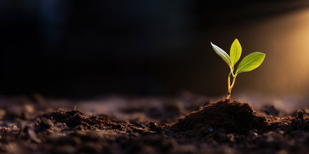 Green seedling illustrating concept of new life and growing with sunbeamsの素材