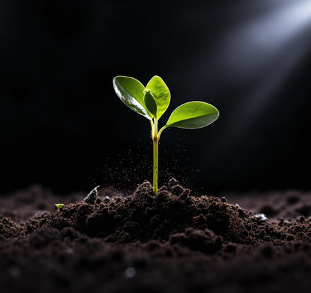 Green seedling illustrating concept of new life and growing in new lifeの素材