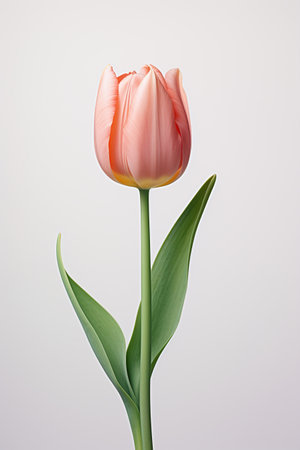 Beautiful tulip isolated on white background. Spring flowers. Studio shot.の素材