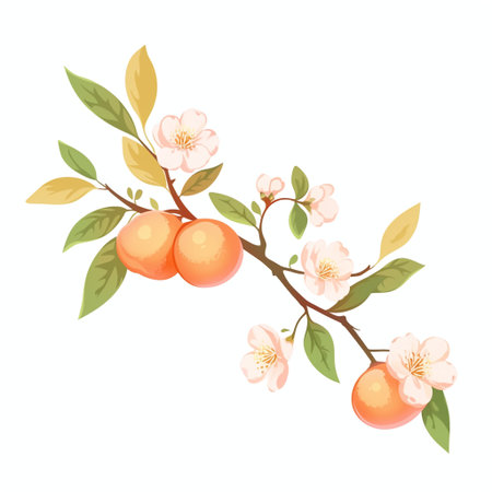 Apricot tree branch with flowers and fruits. Vector illustration.の素材