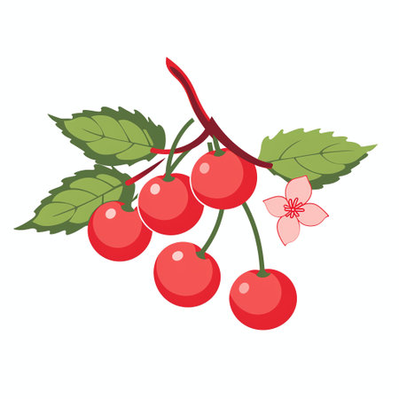 Bunch of red cherries with leaves and flower. Vector illustrationの素材